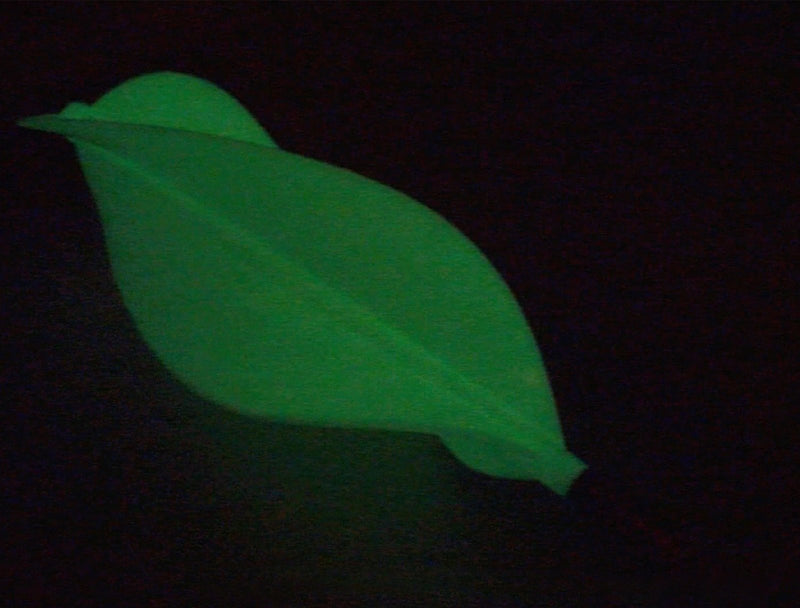 Glow-in-the-Dark Visibility